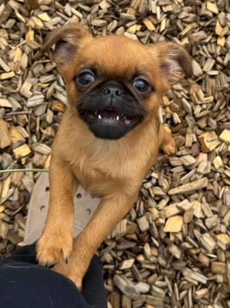 Griffon Bruxellois for sale by PRIMOGRIFF