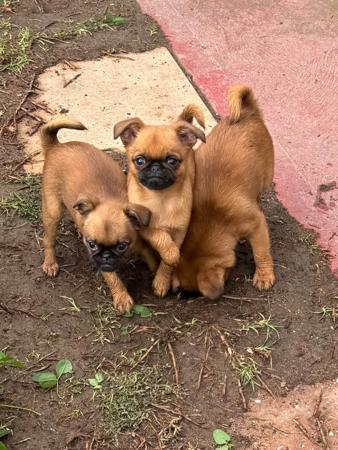 Griffon Bruxellois for sale by PRIMOGRIFF