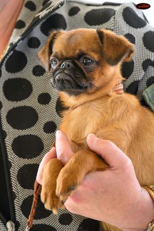 Griffon Bruxellois for sale by PRIMOGRIFF