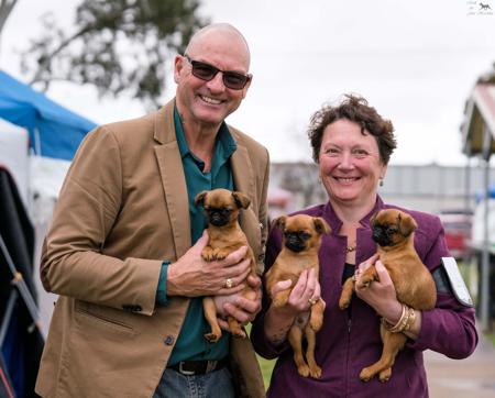 Griffon Bruxellois for sale by PRIMOGRIFF