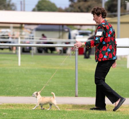 Chihuahua (Smooth Coat) for sale by PRIMOCHI