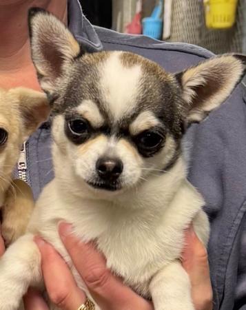 Chihuahua (Smooth Coat) for sale by PRIMOCHI