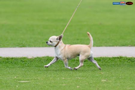 Chihuahua (Smooth Coat) for sale by PRIMOCHI