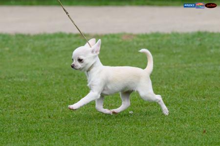 Chihuahua (Smooth Coat) for sale by PRIMOCHI