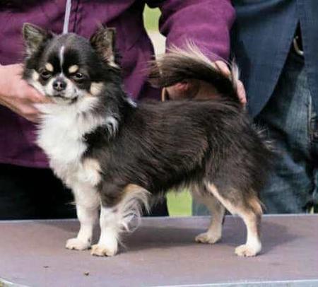 Chihuahua (Long Coat) for sale by PRIMOCHI