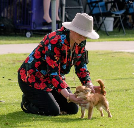 Chihuahua (Long Coat) for sale by PRIMOCHI