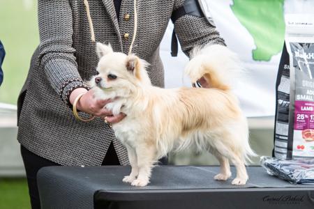 Chihuahua (Long Coat) for sale by PRIMOCHI