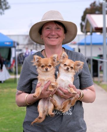 Chihuahua (Long Coat) for sale by PRIMOCHI