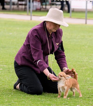 Chihuahua (Long Coat) for sale by PRIMOCHI