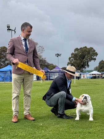 British Bulldog for sale by PRIMOCHI