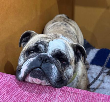 British Bulldog for sale by PRIMODOZERS