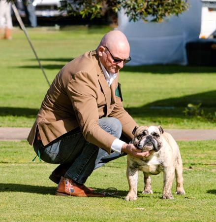 British Bulldog for sale by PRIMODOZERS