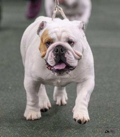 British Bulldog for sale by PRIMODOZERS
