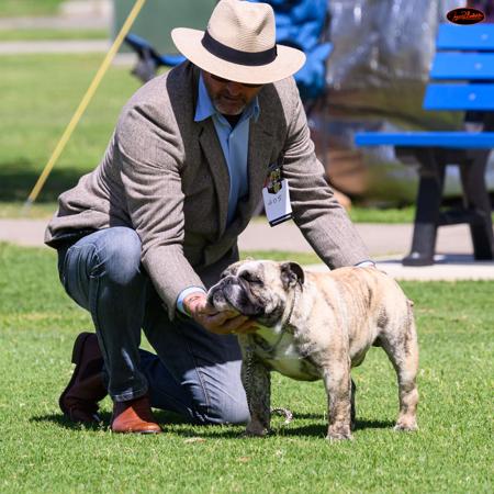 British Bulldog for sale by PRIMODOZERS