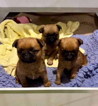 Griffon Bruxellois puppy for sale by PRIMOCHI