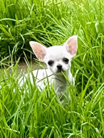 Chihuahua (Smooth Coat) puppy for sale by PRIMOCHI