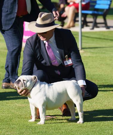 British Bulldog dog for sale by PRIMOCHI