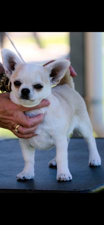 Chihuahua (Smooth Coat) dog for sale by PRIMOCHI