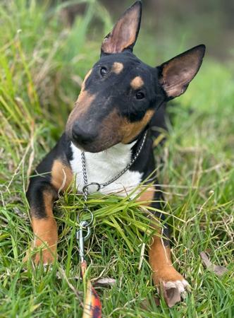 Bull Terrier (Miniature) for sale by ECBULLIES