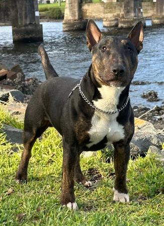 Bull Terrier (Miniature) for sale by ECBULLIES
