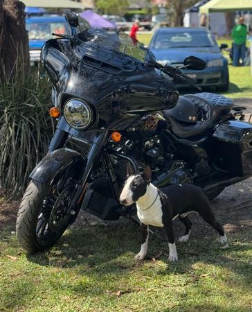 Bull Terrier (Miniature) for sale by ECBULLIES