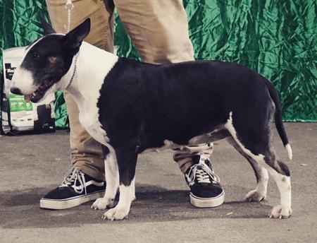 Bull Terrier (Miniature) for sale by ECBULLIES
