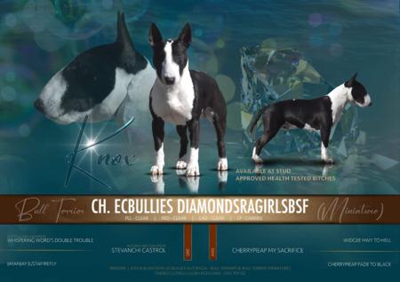 Bull Terrier (Miniature) for sale by ECBULLIES