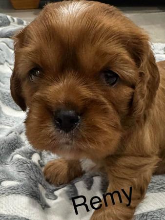 Cavalier King Charles Spaniel for sale by CALLITHORPE