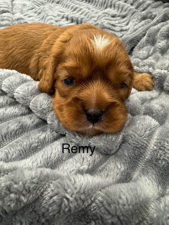 Cavalier King Charles Spaniel for sale by CALLITHORPE