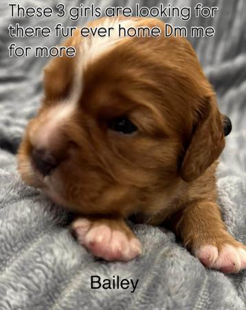 Cavalier King Charles Spaniel for sale by CALLITHORPE