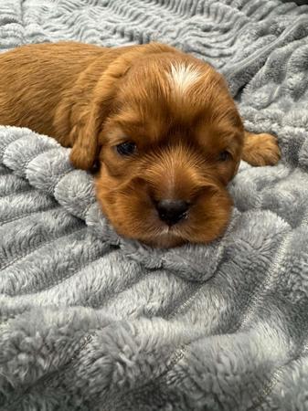 Cavalier King Charles Spaniel for sale by CALLITHORPE