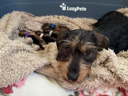 Dachshund (Miniature Wire Haired) for sale by DIXIEDAX