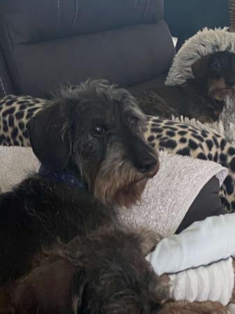 Dachshund (Miniature Wire Haired) for sale by HEIDEDAX