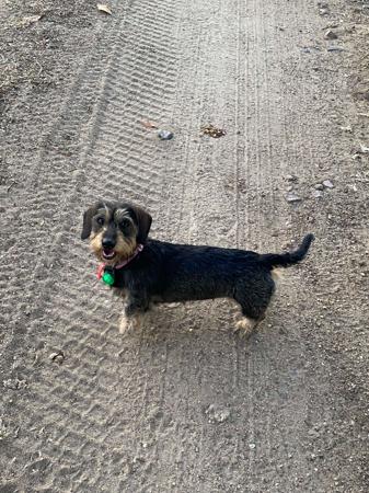 Dachshund (Miniature Wire Haired) for sale by HEIDEDAX
