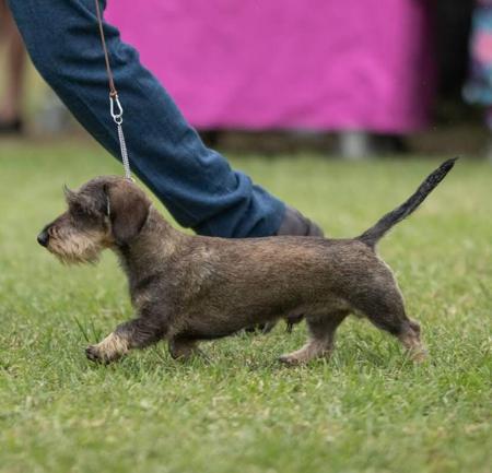 Dachshund (Miniature Wire Haired) for sale by HEIDEDAX
