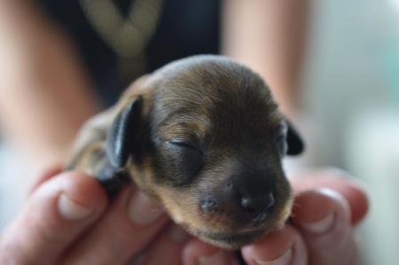 Dachshund (Miniature Wire Haired) for sale by HEIDEDAX