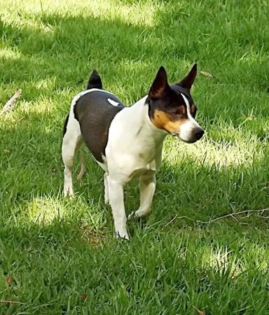 Tenterfield Terrier for sale by TTONTHEMOVE