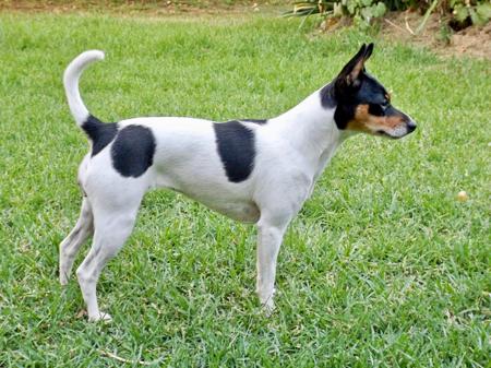 Tenterfield Terrier for sale by SKALAWAG