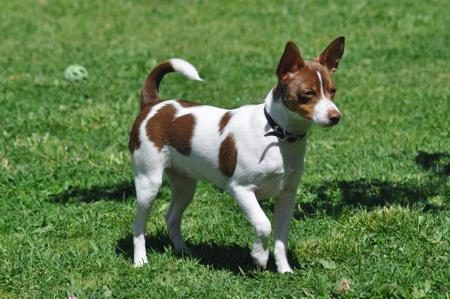 Tenterfield Terrier for sale by SKALAWAG