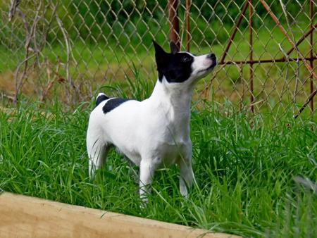 Tenterfield Terrier for sale by SKALAWAG
