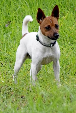 Tenterfield Terrier for sale by TTONTHEMOVE