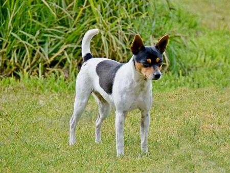 Tenterfield Terrier for sale by ARDCHATTAN