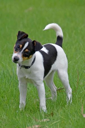 Tenterfield Terrier for sale by ARDCHATTAN
