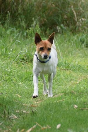 Tenterfield Terrier for sale by ARDCHATTAN