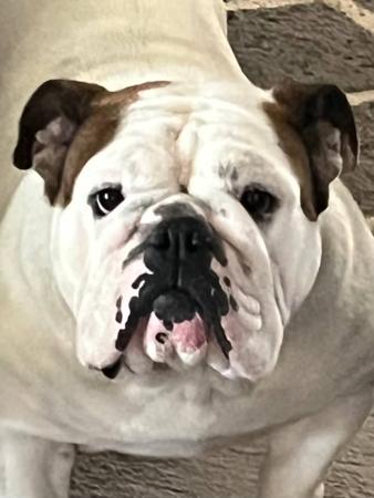 British Bulldog for sale by STONEBRIDGE