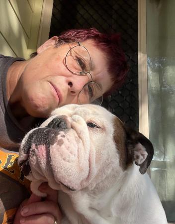 British Bulldog for sale by STONEBRIDGE