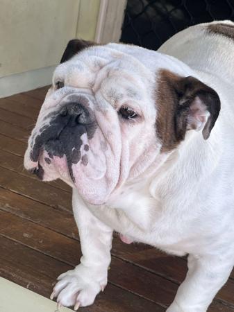 British Bulldog for sale by STONEBRIDGE