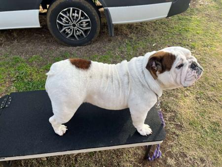 British Bulldog for sale by STONEBRIDGE