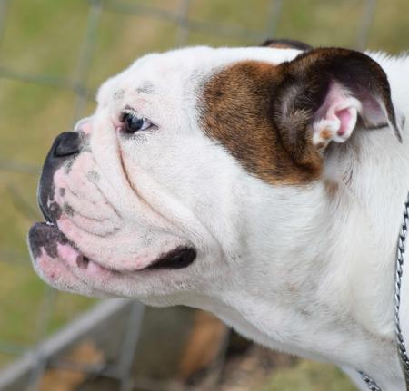 British Bulldog puppy for sale by STONEBRIDGE