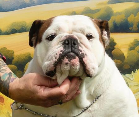 British Bulldog puppy for sale by STONEBRIDGE